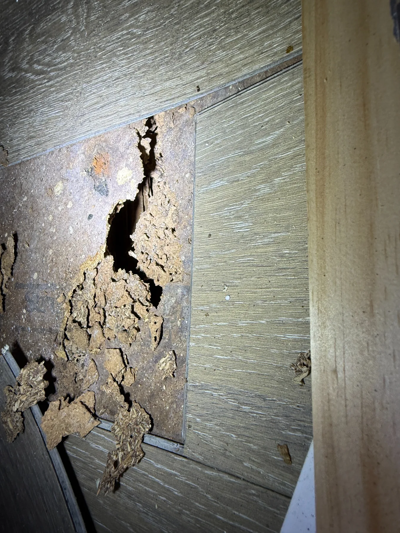 Termite damage found beneath flooring at a Sydney property