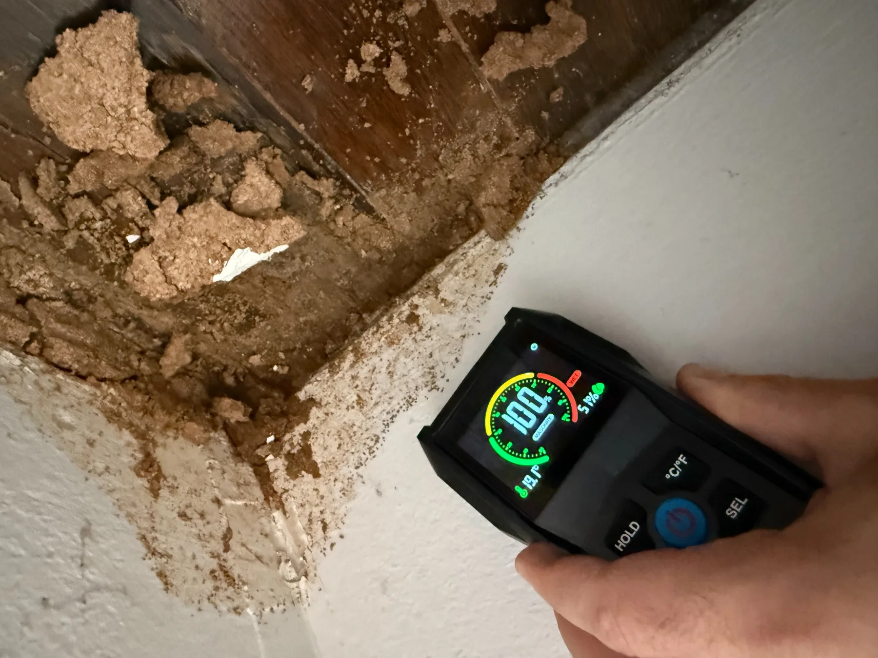 Moisture meter being used near termite-damaged timber