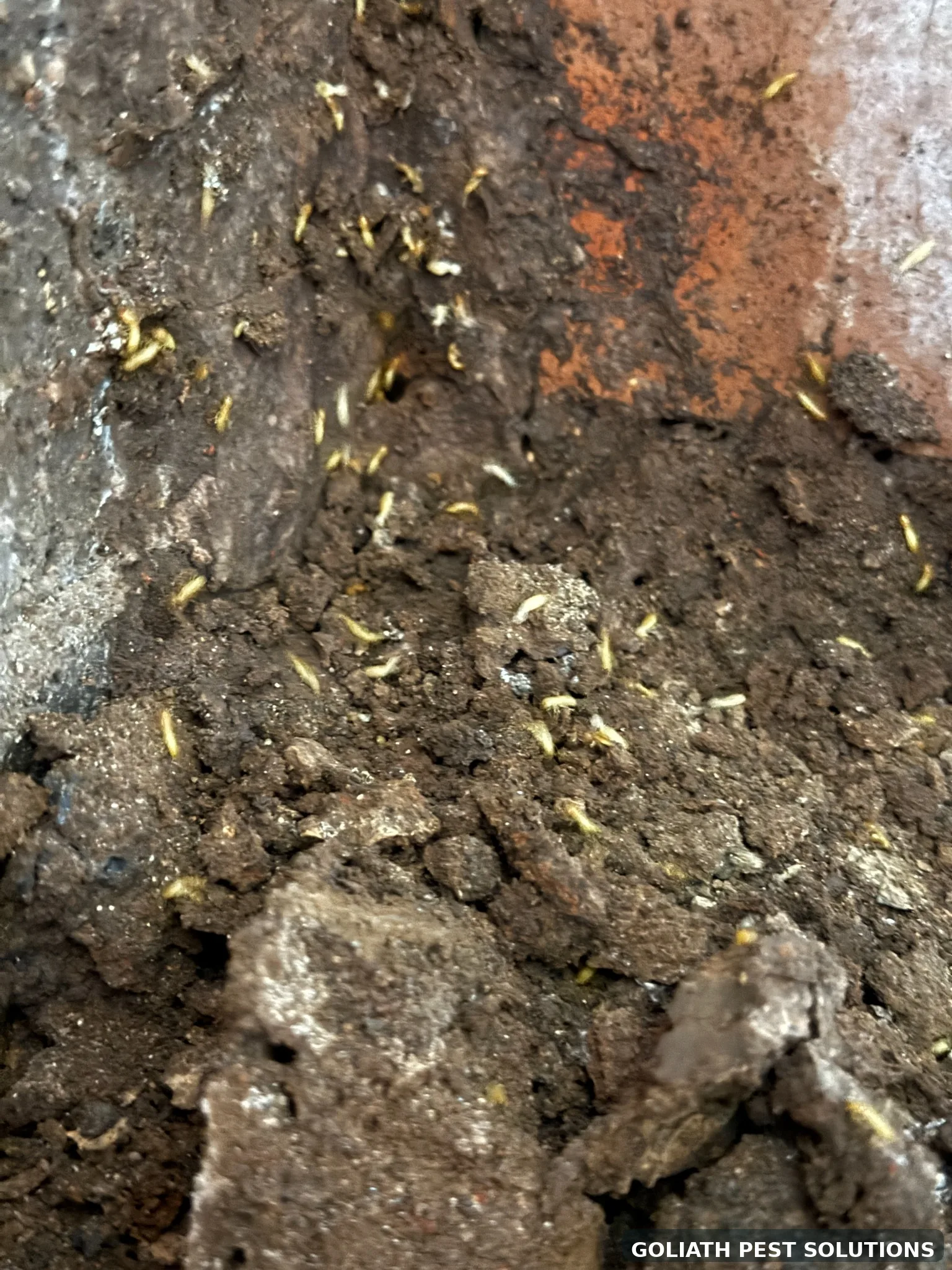 Active termites