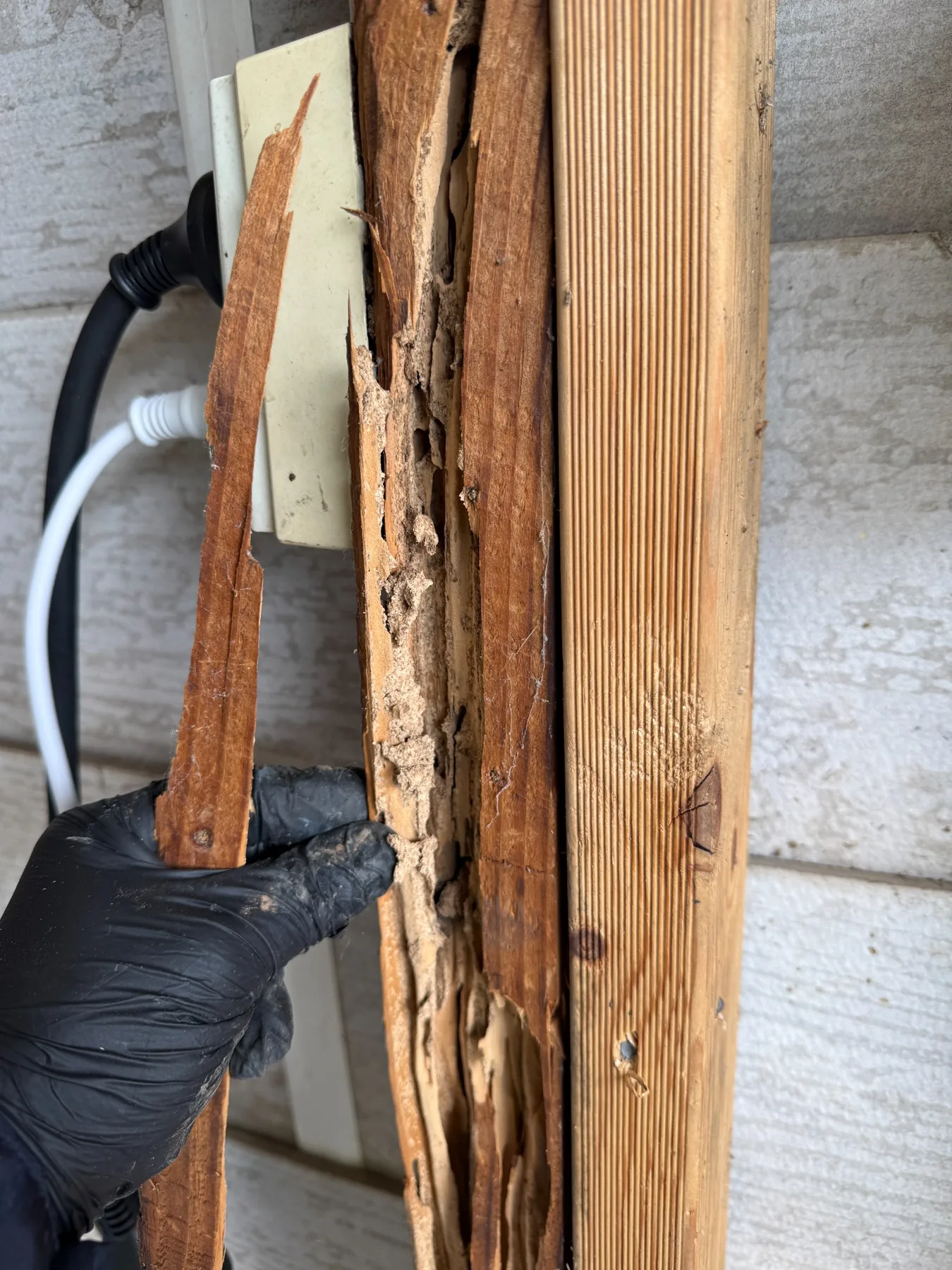 Active termite damage and mudding found during inspection